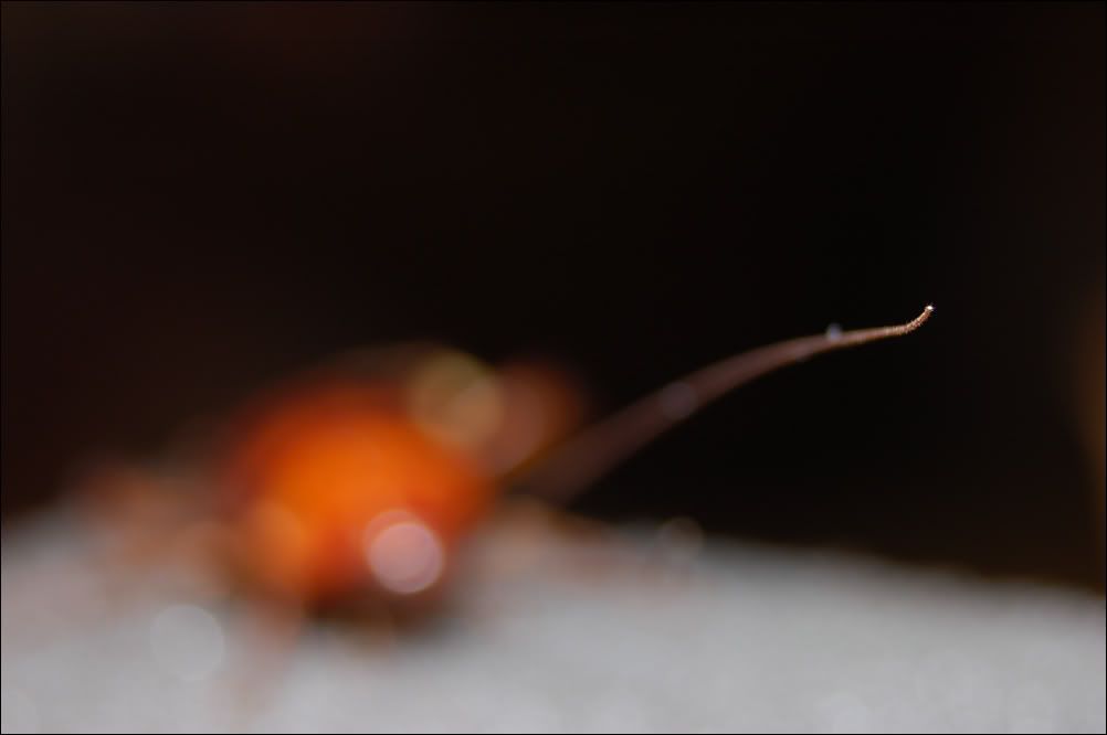 Close, Closer, Closest [3] Nikon DX SLR (D40D90, D3000D7500) Talk